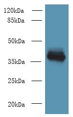 WNT4 Antibody - Western blot. All lanes: WNT4 antibody at 8 ug/ml+ MCF7 whole cell lysate Goat polyclonal to rabbit at 1:10000 dilution. Predicted band size: 39 kDa. Observed band size: 39 kDa.