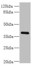 WNT4 Antibody - Western blot All lanes: WNT4 antibody at 8µg/ml + MCF-7 whole cell lysate Secondary Goat polyclonal to rabbit IgG at 1/10000 dilution Predicted band size: 40, 33 kDa Observed band size: 40 kDa