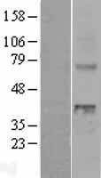 WNT4 Protein - Western validation with an anti-DDK antibody * L: Control HEK293 lysate R: Over-expression lysate