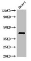 WNT5A Antibody - Positive WB detected in:Mouse heart tissue;All lanes:WNT5A antibody at 3?g/ml;Secondary;Goat polyclonal to rabbit IgG at 1/50000 dilution;Predicted band size: 43,41 KDa;Observed band size: 43 KDa;