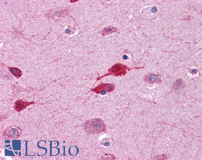 WNT5A Antibody - Anti-WNT5A antibody IHC of human brain, cortex. Immunohistochemistry of formalin-fixed, paraffin-embedded tissue after heat-induced antigen retrieval. Antibody concentration 5 ug/ml.  This image was taken for the unconjugated form of this product. Other forms have not been tested.