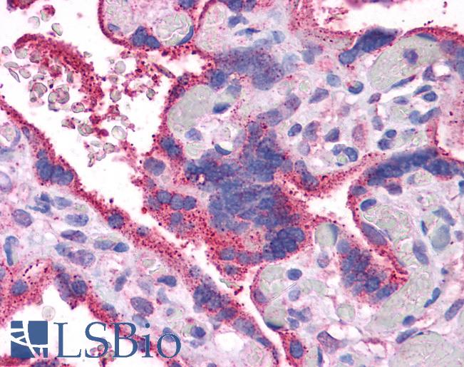 WNT5A Antibody - Anti-WNT5A antibody IHC of human placenta. Immunohistochemistry of formalin-fixed, paraffin-embedded tissue after heat-induced antigen retrieval. Antibody concentration 5 ug/ml.  This image was taken for the unconjugated form of this product. Other forms have not been tested.
