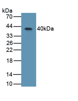 WNT5A Antibody - Western Blot; Sample: Recombinant protein.