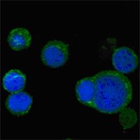 WNT5A Antibody - WNT5A Antibody in Immunofluorescence (IF)