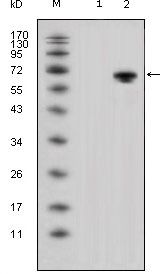 WNT5A Antibody - WNT5A Antibody in Western Blot (WB)