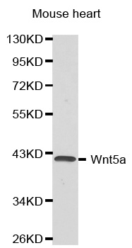 WNT5A Antibody - Western blot analysis of extracts of mouse heart cell lines, using Wnt5a antibody.