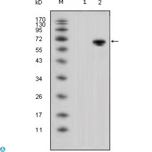 WNT5A Antibody - Western Blot (WB) analysis using Wnt-5a Monoclonal Antibody against HEK293 (1) and Wnt-5a-hIgGFc transfected HEK293 cell lysate (2).