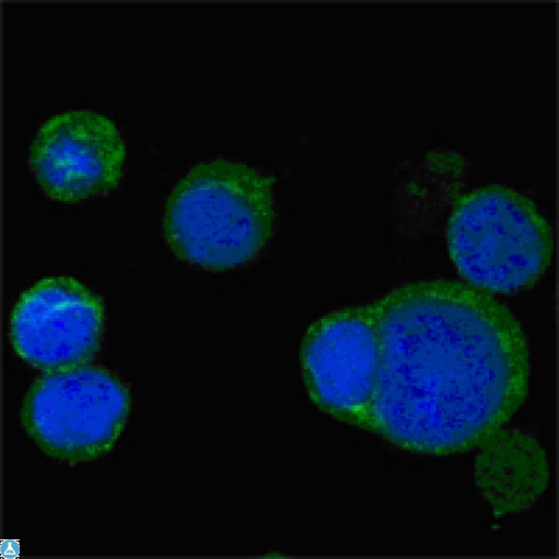 WNT5A Antibody - Confocal Immunofluorescence (IF) analysis of PC-12 cells using Wnt-5a Monoclonal Antibody (green), showing cytoplasmic localization. Blue: DRAQ5 fluorescent DNA dye.