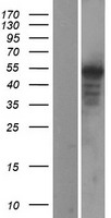 WNT5A Protein - Western validation with an anti-DDK antibody * L: Control HEK293 lysate R: Over-expression lysate