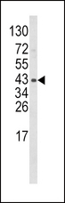 WNT5B Antibody - Western blot of WNT5B Antibody in mouse bladder tissue lysates (35 ug/lane). WNT5B (arrow) was detected using the purified antibody.