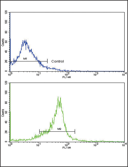 WNT5B Antibody - Flow cytometric of widr cells using WNT5B Antibody (bottom histogram) compared to a negative control cell (top histogram). FITC-conjugated goat-anti-rabbit secondary antibodies were used for the analysis.