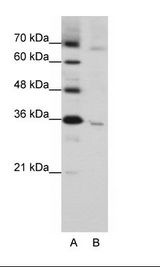 WNT5B Antibody - A: Marker, B: HepG2 Cell Lysate.  This image was taken for the unconjugated form of this product. Other forms have not been tested.