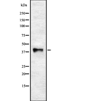 WNT5B Antibody - Western blot analysis of WNT5B using COS7 whole cells lysates