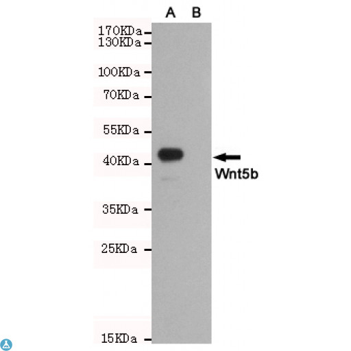 WNT5B Antibody - Western blot detection of Wnt5b in CHO-K1 cell lysate (B) and CHO-K1 transfected by Wnt5b (A) cell lysate using Wnt5b mouse mAb (1:1000 diluted). Predicted band size: 45KDa. Observed band size: 45KDa.