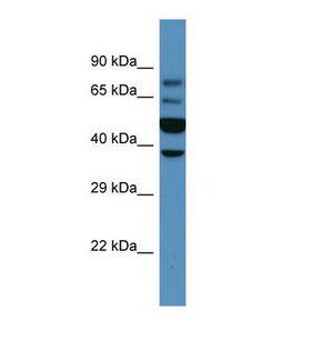WNT6 Antibody - Western blot of Mouse Kidney. Wnt6 antibody dilution 1.0 ug/ml.  This image was taken for the unconjugated form of this product. Other forms have not been tested.