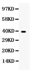WNT7A Antibody - anti-Wnt7a antibody, Western blotting All lanes: Anti Wnt7a at 0.5ug/ml WB: HELA Whole Cell Lysate at 40ug Predicted bind size: 39KD Observed bind size: 39KD