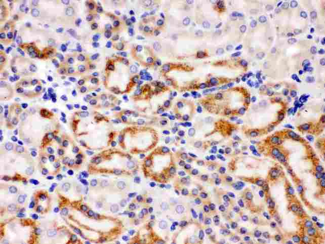 WNT7A Antibody - anti-Wnt7a antibody, IHC(P): Mouse Kidney Tissue