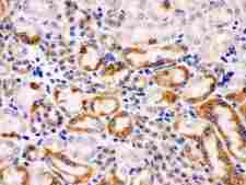WNT7A Antibody - anti-Wnt7a antibody, IHC(P): Mouse Kidney Tissue