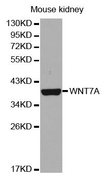 WNT7A Antibody - Western blot analysis of extracts of mouse kidney cell lines, using WNT7A antibody.