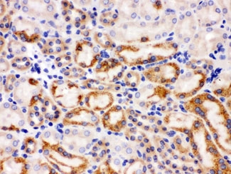 WNT7A Antibody - IHC testing of FFPE mouse kidney with SLC22A2 antibody. HIER: Boil the paraffin sections in pH 6, 10mM citrate buffer for 20 minutes and allow to cool prior to staining.