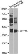 WNT7A Antibody - Western blot analysis of extracts of various cell lines, using WNT7A Antibody at 1:1000 dilution. The secondary antibody used was an HRP Goat Anti-Rabbit IgG (H+L) at 1:10000 dilution. Lysates were loaded 25ug per lane and 3% nonfat dry milk in TBST was used for blocking. An ECL Kit was used for detection and the exposure time was 15s.