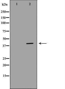 WNT7A Antibody - Western blot analysis of extracts of mouse kidney using WNT7A antibody. The lane on the left is treated with the antigen-specific peptide.