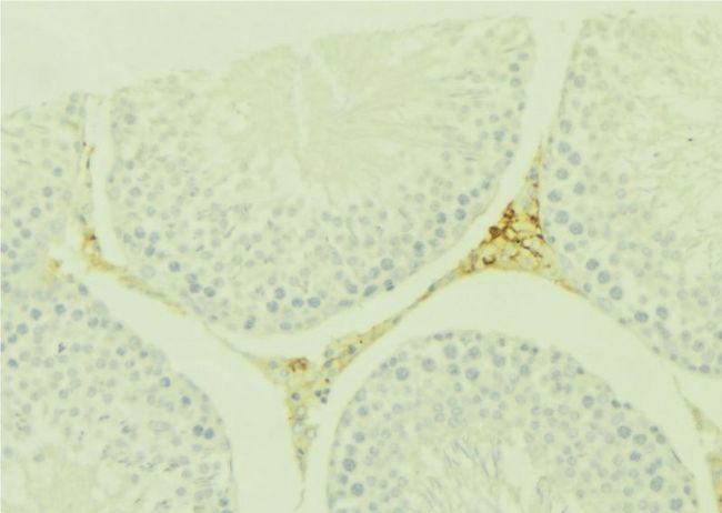WNT7A Antibody - 1:100 staining mouse testis tissue by IHC-P. The sample was formaldehyde fixed and a heat mediated antigen retrieval step in citrate buffer was performed. The sample was then blocked and incubated with the antibody for 1.5 hours at 22°C. An HRP conjugated goat anti-rabbit antibody was used as the secondary.