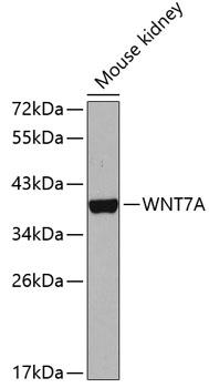 WNT7A Antibody - Western blot analysis of extracts of mouse kidney using WNT7A Polyclonal Antibody.