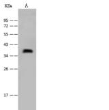 WNT7A Antibody - Anti-Wnt7a rabbit polyclonal antibody at 1:2000 dilution. Lane A: Mouse kidney tissue lysate. Lysates/proteins at 30 ug per lane. Secondary: Goat Anti-Rabbit IgG (H+L)/HRP at 1/10000 dilution. Developed using the ECL technique. Performed under reducing conditions. Predicted band size: 39 kDa. Observed band size: 39 kDa.
