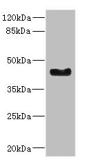 WNT7B Antibody - Western blot All Lanes: WNT7B antibody at 2.41ug/ml+ Mouse small intestine tissue Goat polyclonal to rabbit at 1/10000 dilution Predicted band size: 39 kDa Observed band size: 39 kDa