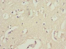 WNT7B Antibody - Immunohistochemistry of paraffin-embedded human brain tissue at dilution 1:100