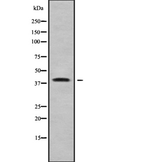WNT7B Antibody - Western blot analysis of WNT7B using HepG2 whole cells lysates