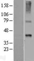 WNT7B Protein - Western validation with an anti-DDK antibody * L: Control HEK293 lysate R: Over-expression lysate