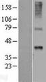 WNT7B Protein - Western validation with an anti-DDK antibody * L: Control HEK293 lysate R: Over-expression lysate