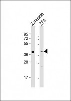 WNT8A Antibody - All lanes: Anti-Zebrafish wnt8a Antibody (Center) at 1:1000-1:2000 dilution. Lane 1: zebrafish muscle lysate. Lane 2: ZF4 whole cell lysate Lysates/proteins at 20 ug per lane. Secondary Goat Anti-Rabbit IgG, (H+L), Peroxidase conjugated at 1:10000 dilution. Predicted band size: 40 kDa. Blocking/Dilution buffer: 5% NFDM/TBST.