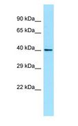 WNT8A Antibody - WNT8A antibody Western Blot of THP-1.  This image was taken for the unconjugated form of this product. Other forms have not been tested.