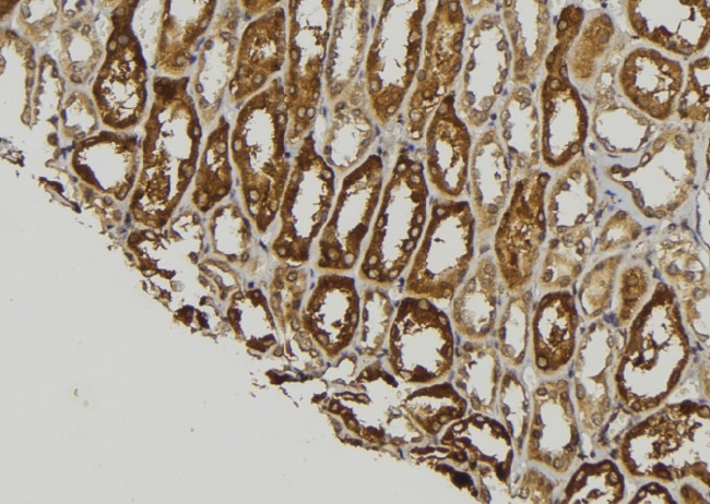WNT8A Antibody - 1:100 staining mouse kidney tissue by IHC-P. The sample was formaldehyde fixed and a heat mediated antigen retrieval step in citrate buffer was performed. The sample was then blocked and incubated with the antibody for 1.5 hours at 22°C. An HRP conjugated goat anti-rabbit antibody was used as the secondary.