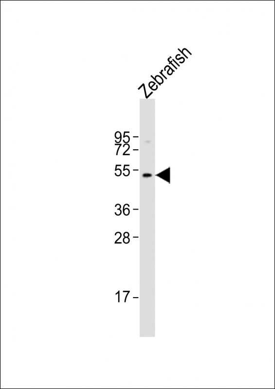 WNT8B / Wnt 8b Antibody - Anti-wnt8b Antibody (Center)at 1:2000 dilution + Zebrafish lysates Lysates/proteins at 20 ug per lane. Secondary Goat Anti-Rabbit IgG, (H+L), Peroxidase conjugated at 1:10000 dilution. Predicted band size: 40 kDa. Blocking/Dilution buffer: 5% NFDM/TBST.