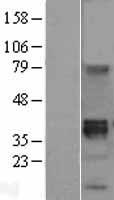 WNT8B / Wnt 8b Protein - Western validation with an anti-DDK antibody * L: Control HEK293 lysate R: Over-expression lysate
