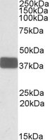 WNT9B / WNT15 Antibody - WNT9B antibody (0.3 ug/ml) staining of Human Brain Cerebellum lysate (35 ug protein in RIPA buffer). Primary incubation was 1 hour. Detected by chemiluminescence.