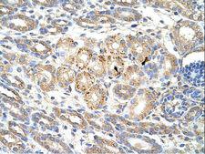 WNT9B / WNT15 Antibody - WNT9B antibody ARP41243_T100-NP_003387-WNT9B (wingless-type MMTV integration site family, member 9B) Antibody was used in IHC to stain formalin-fixed, paraffin-embedded human kidney.  This image was taken for the unconjugated form of this product. Other forms have not been tested.