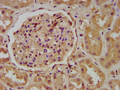 WNT9B / WNT15 Antibody - Immunohistochemistry image at a dilution of 1:200 and staining in paraffin-embedded human kidney tissue performed on a Leica BondTM system. After dewaxing and hydration, antigen retrieval was mediated by high pressure in a citrate buffer (pH 6.0) . Section was blocked with 10% normal goat serum 30min at RT. Then primary antibody (1% BSA) was incubated at 4 °C overnight. The primary is detected by a biotinylated secondary antibody and visualized using an HRP conjugated SP system.