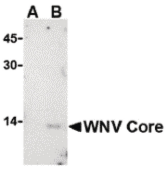 WNV Core Antibody - Western blot of WNV Core in (A) untransfected or (B) transfected HeLa lysate with WNV Core antibody at 1 ug/ml.