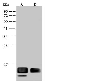 WNV E Antibody - Anti-West Nile Virus (WNV) (lineage 1, strain NY99) E / Envelope rabbit monoclonal antibody at 1:1000 dilution.Sample: West Nile Virus (WNV) (lineage 1, strain NY99) E / Envelope Recombinant Protein. Lane A: 20ng. Lane B: 5ng. Secondary: Goat Anti-Rabbit IgG (H+L)/HRP at 1/10000 dilution. Developed using the ECL technique. Performed under reducing conditions.