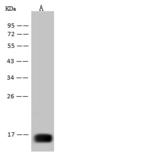 WNV E Antibody - Anti-West Nile Virus (WNV) (lineage 1, strain NY99) E / Envelope mouse monoclonal antibody at 1:1000 dilution.Sample: West Nile Virus (WNV) (lineage 1, strain NY99) E / Envelope Recombinant Protein. Lane A: 10ng. Secondary: Goat Anti-Mouse IgG (H+L)/HRP at 1/10000 dilutionn. Developed using the ECL technique. Performed under reducing conditions.