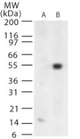 WNV E Antibody - Western blot of West Nile Virus glycoprotein E in (A) untransfected and (B) transfected cells using antibody at 1 ug/ml.