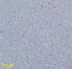 WNV GpM Antibody - IHC of WNV-Envelope protein in bird liver using antibody at 1 ug/ml, incubated for 30 minutes. A second step antibody conjugated to biotin was applied followed with streptavidin-AKP. The substrate was Fast Red chromogen. The antigen.