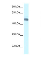 WRAP73 / WDR8 Antibody - WRAP73 / WDR8 antibody Western blot of Mouse Brain lysate. Antibody concentration 1 ug/ml.  This image was taken for the unconjugated form of this product. Other forms have not been tested.