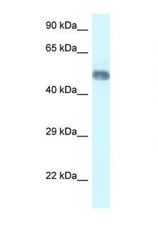 WRAP73 / WDR8 Antibody - WRAP73 / WDR8 antibody Western blot of Mouse Brain lysate. Antibody concentration 1 ug/ml.  This image was taken for the unconjugated form of this product. Other forms have not been tested.