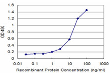 WRB Antibody - Detection limit for recombinant GST tagged WRB is approximately 1 ng/ml as a capture antibody.
